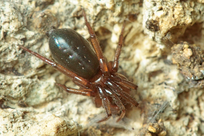 3 Trachyzelotes sp. + 1Mesiotelus tenuissimus